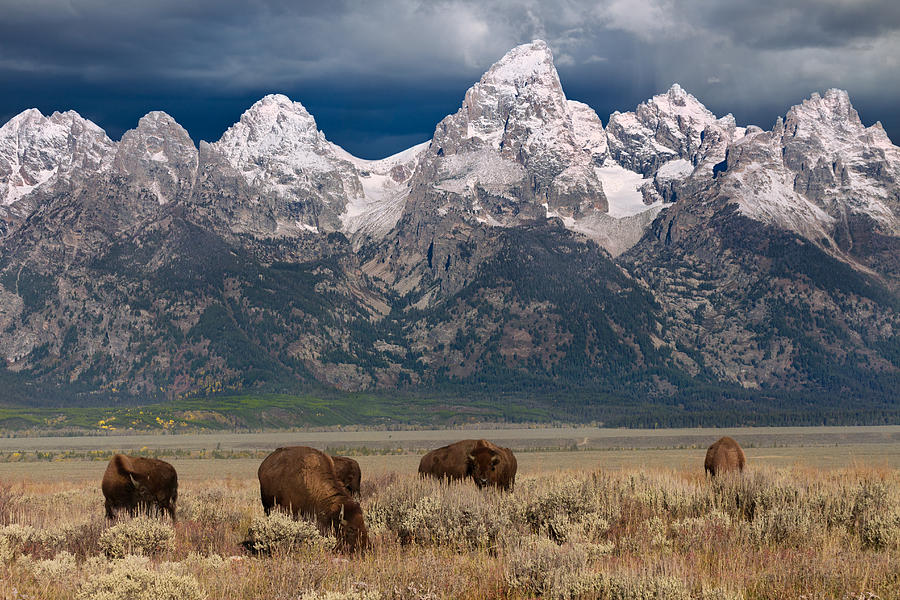 Bison Grazing In Jackson Hole Photograph