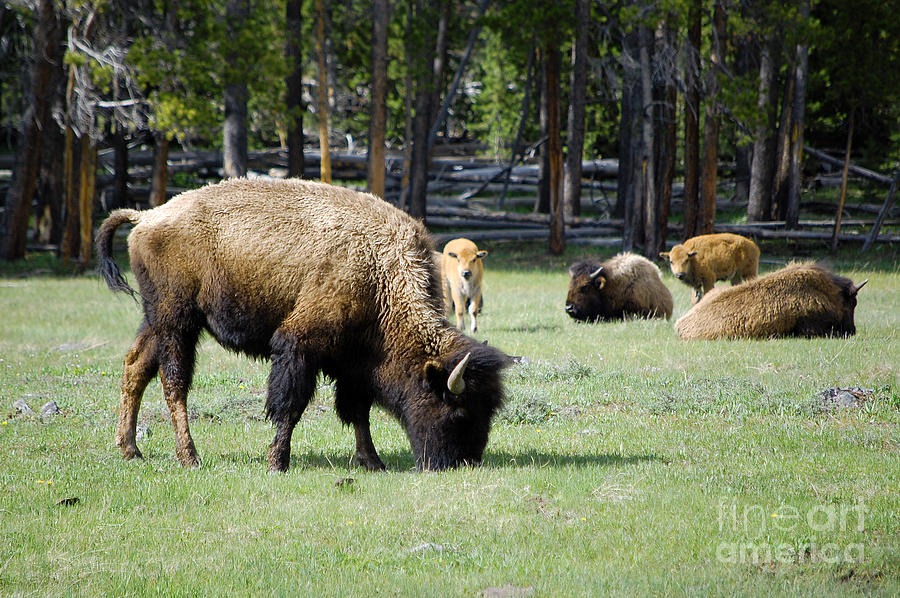 Bison Grazing in Yellowstone National Park Photograph by Shawn OBrien