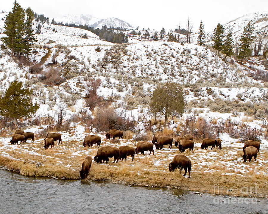 Bison Grazing Photograph by Lloyd Alexander-Pictures for a Cause - Fine ...