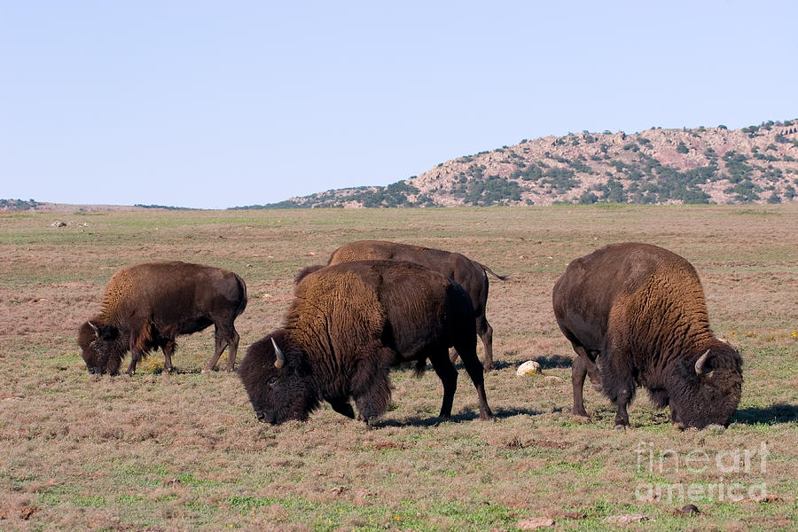 Bison Photograph by Gregory G. Dimijian, M.D.