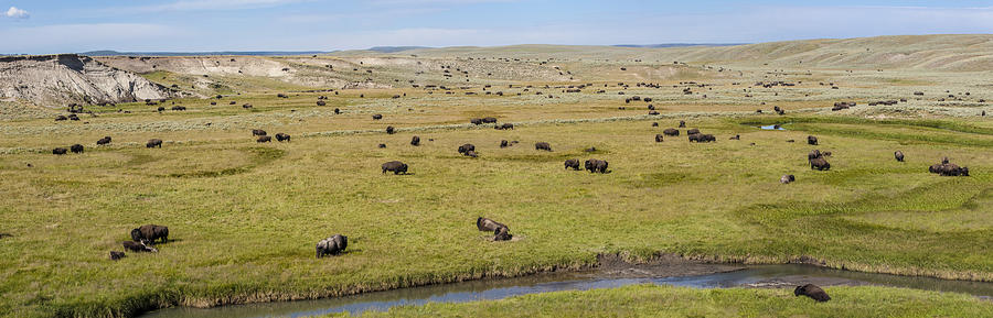 Bison Herd Photograph by D Robert Franz