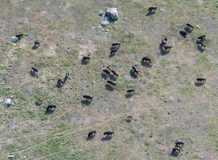 Bison Herd Photograph by Max Waugh