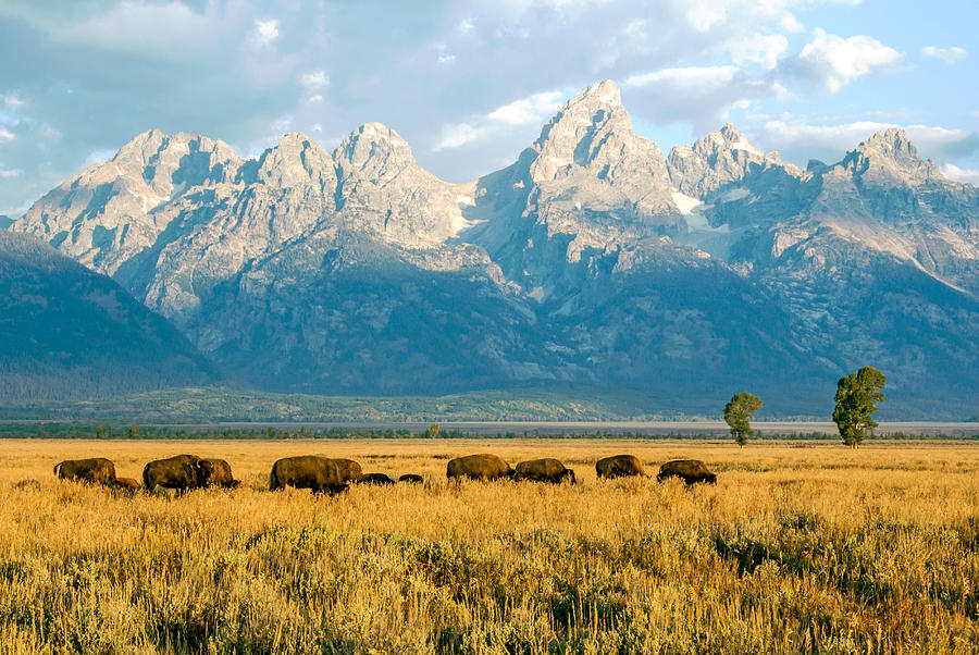 Bison Herd Photograph by Nicholas Blackwell