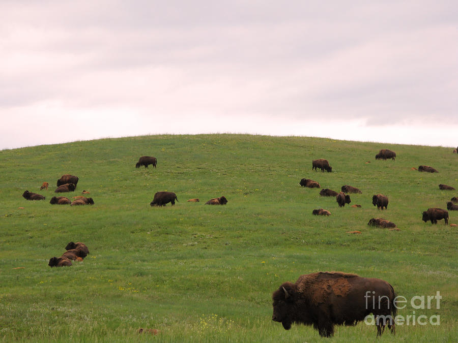 Bison Photograph - Bison Herd by Olivier Le Queinec