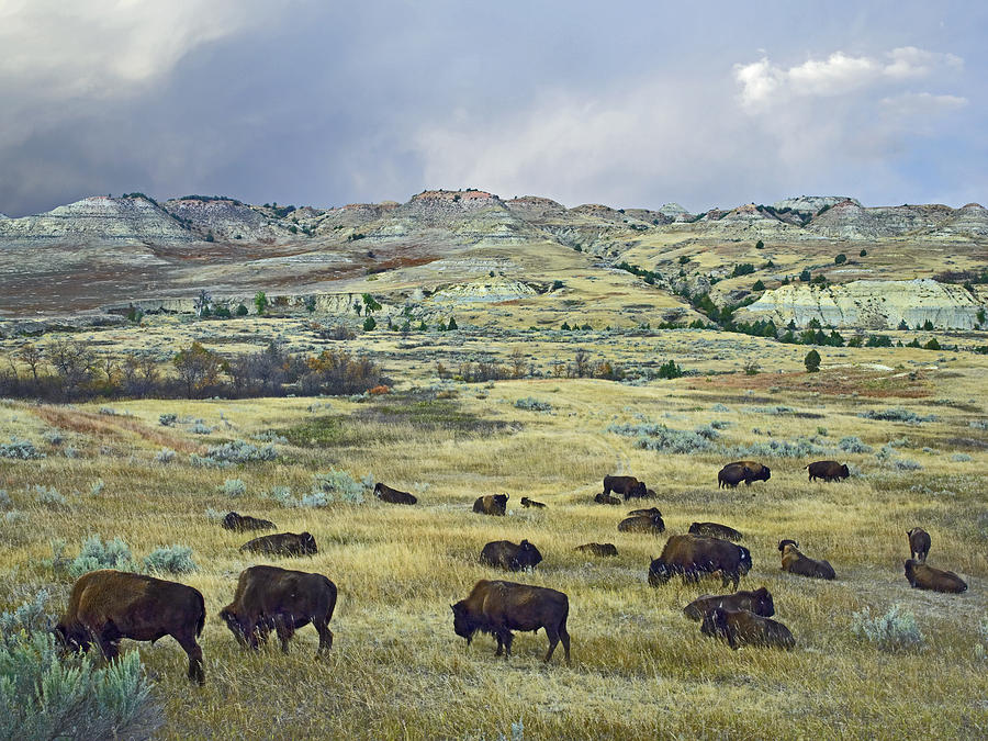 Bison Herd On Praire Theodore Roosevelt Photograph by Tim Fitzharris