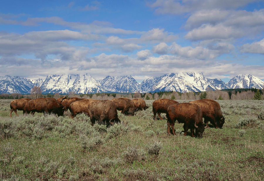 Bison Herd Photograph by Tony Craddock/science Photo Library