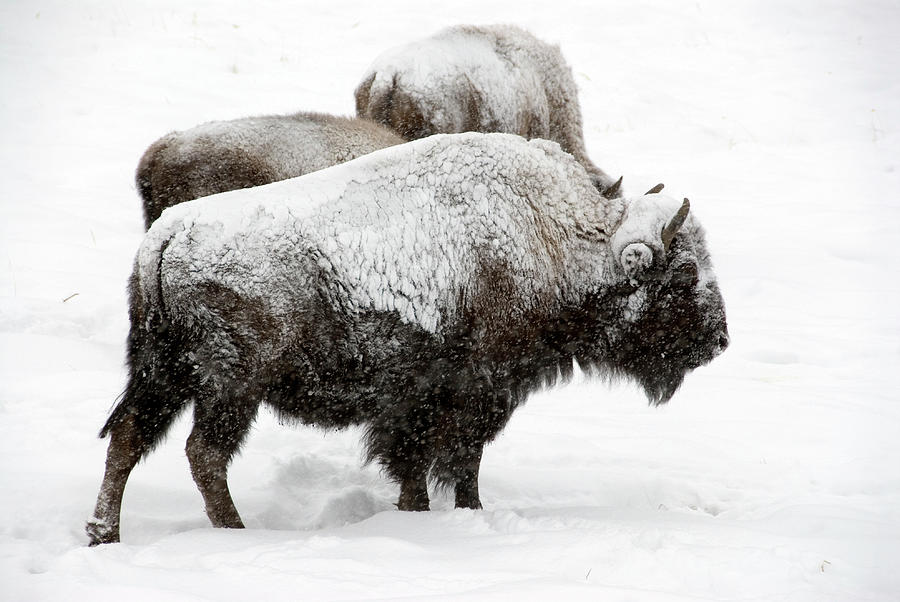 Bison In A Snow Storm Photograph by Mark Newman