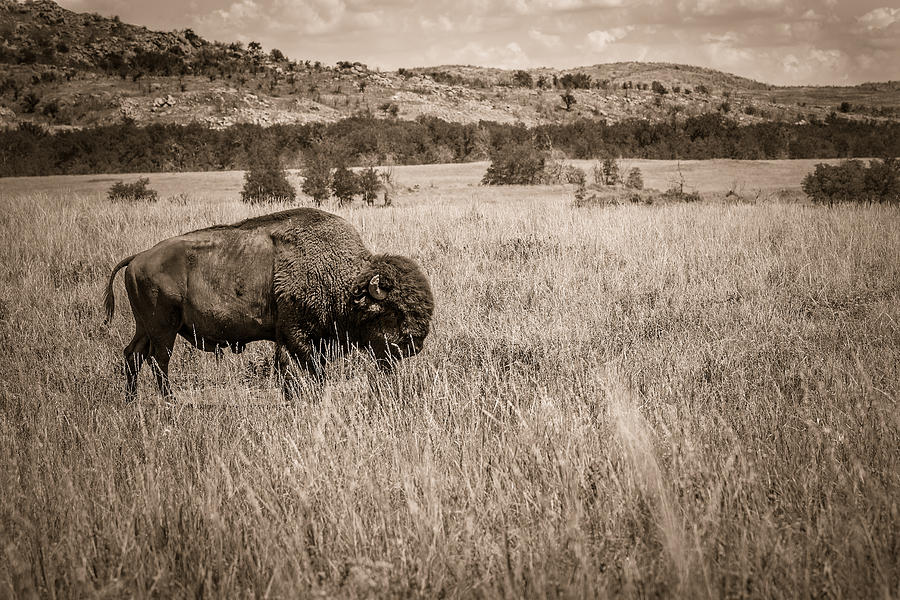 Bison in B and W Photograph by Doug Long