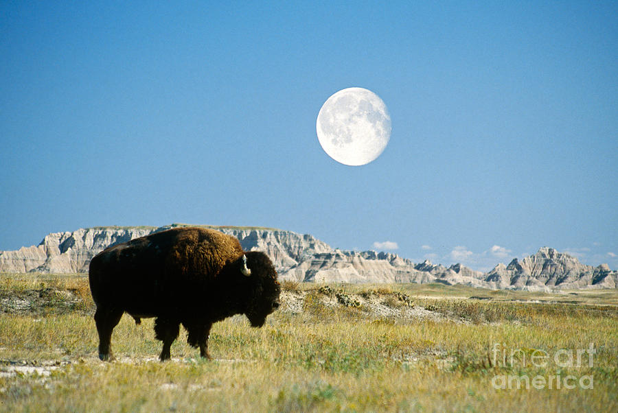 Bison In Badlands National Park Photograph by Mark Newman