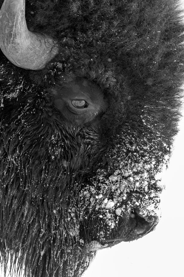 Bison in Black and White Photograph by Tony Hake