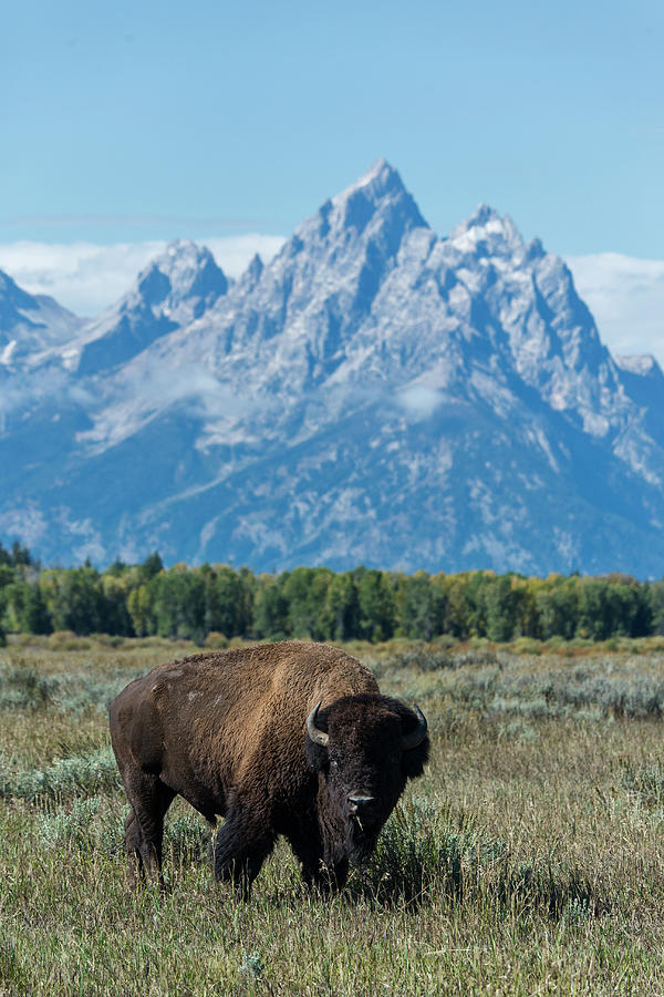 Bison In Grand Teton National Park Photograph by Mark Newman