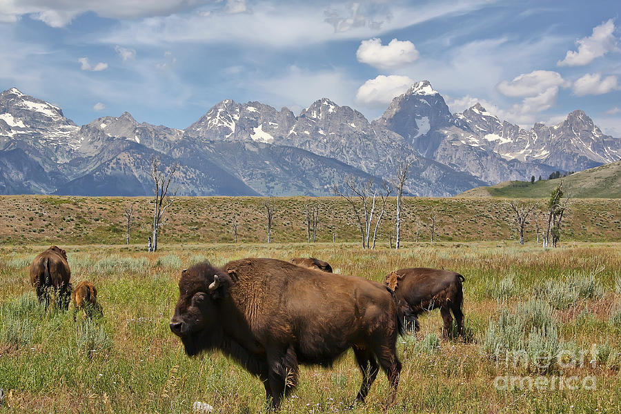 Bison Photograph - Bison in Grand Tetons by Teresa Zieba