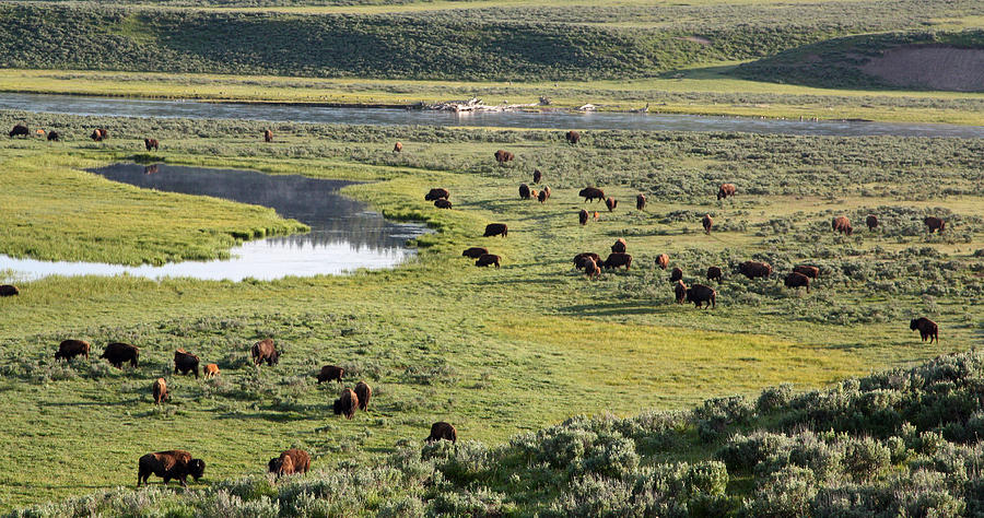 Bison in Hayden Valley in Yellowstone National Park Photograph by Jean Clark