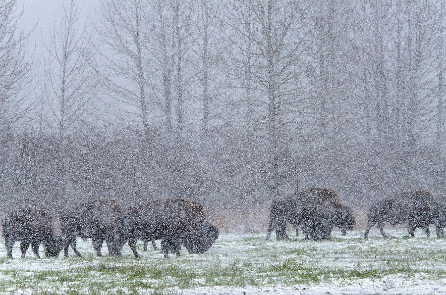 Bison In Heavy Snow,winter Photograph by Mark Newman