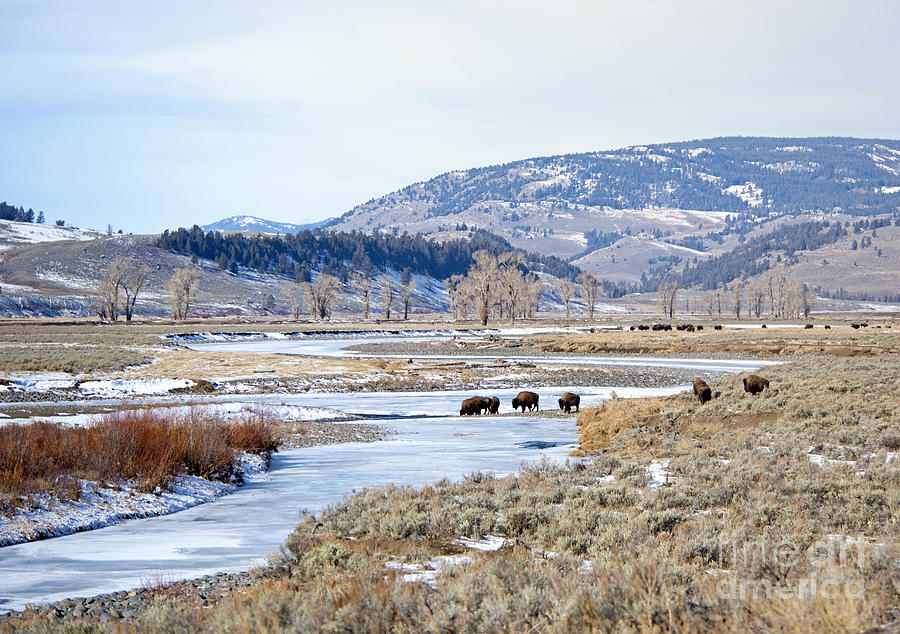 Bison in Lamar Valley Photograph by Deby Dixon