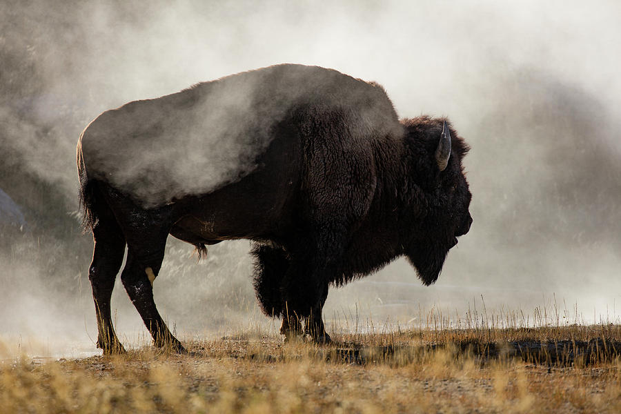 Yellowstone National Park Photograph - Bison In Mist, Upper Geyser Basin by Adam Jones