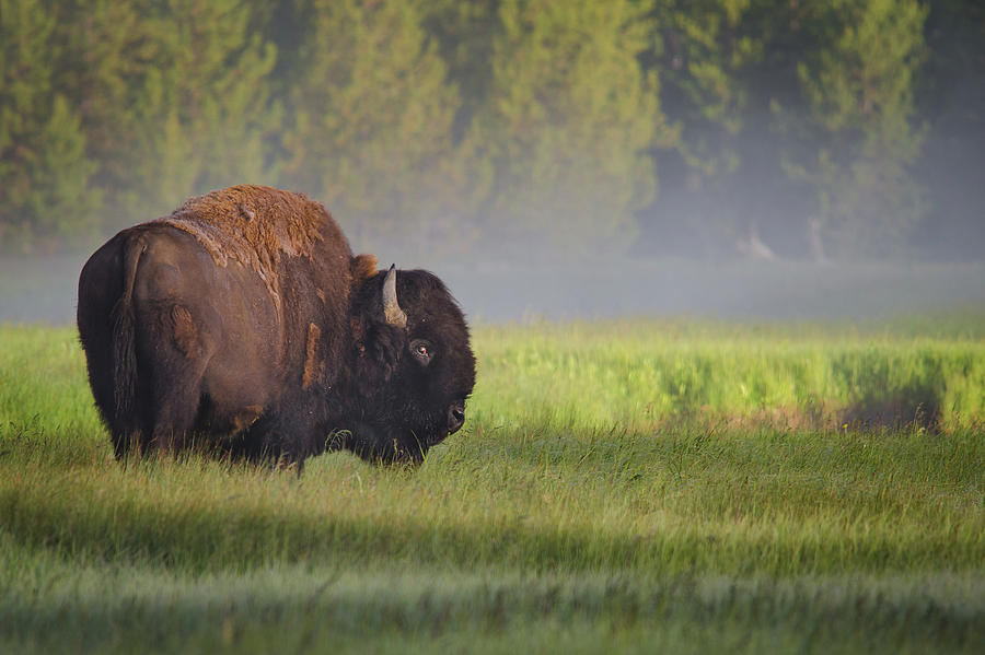 Yellowstone National Park Photograph - Bison In Morning Light by Sandipan Biswas