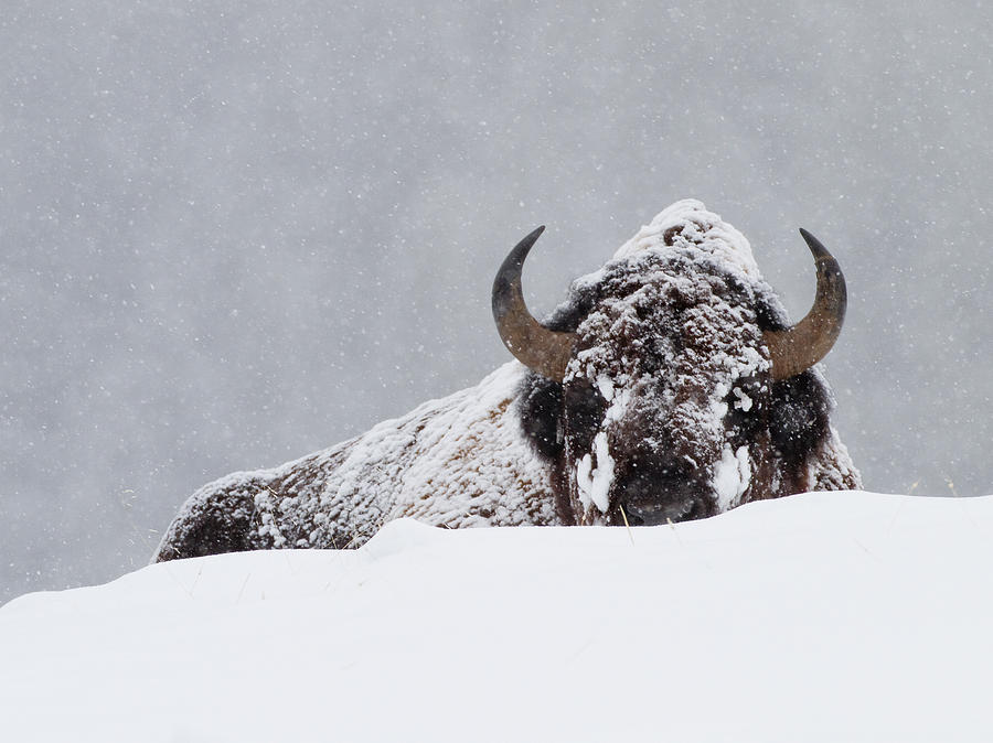 Bison in Snow Photograph by Max Waugh