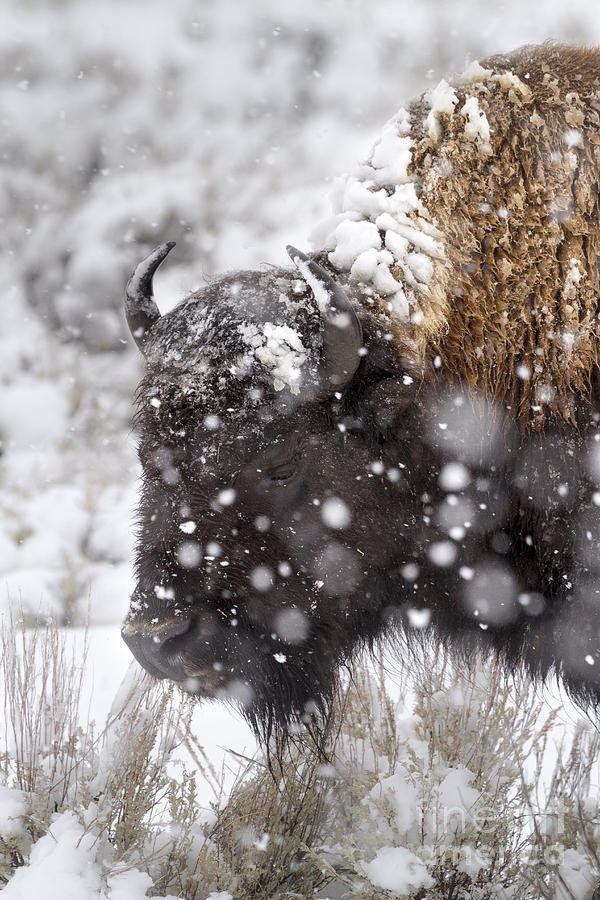 Bison in Snow Storm Photograph by Mike Cavaroc