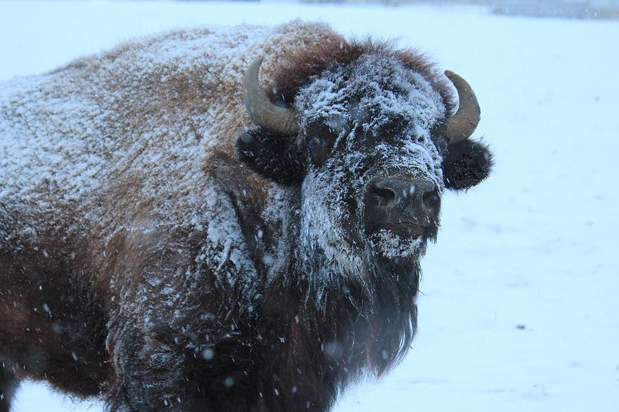 Bison In Snow Photograph by Trent Mallett