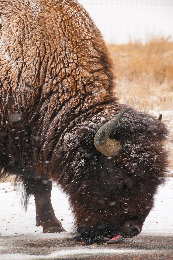 Bison in Snow Licking Ground Photograph by Tom Potter