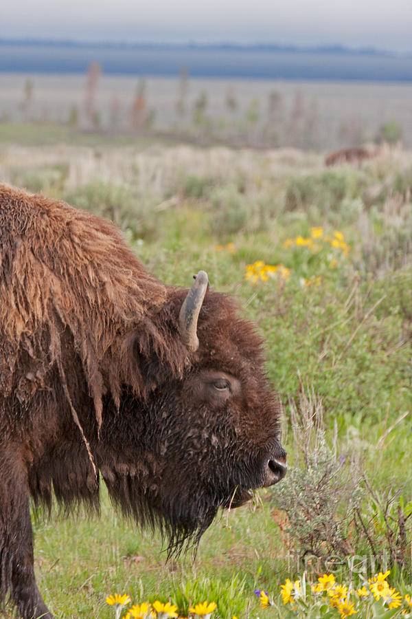Bison in the flowers inGrand Teton National Park Photograph by Fred Stearns