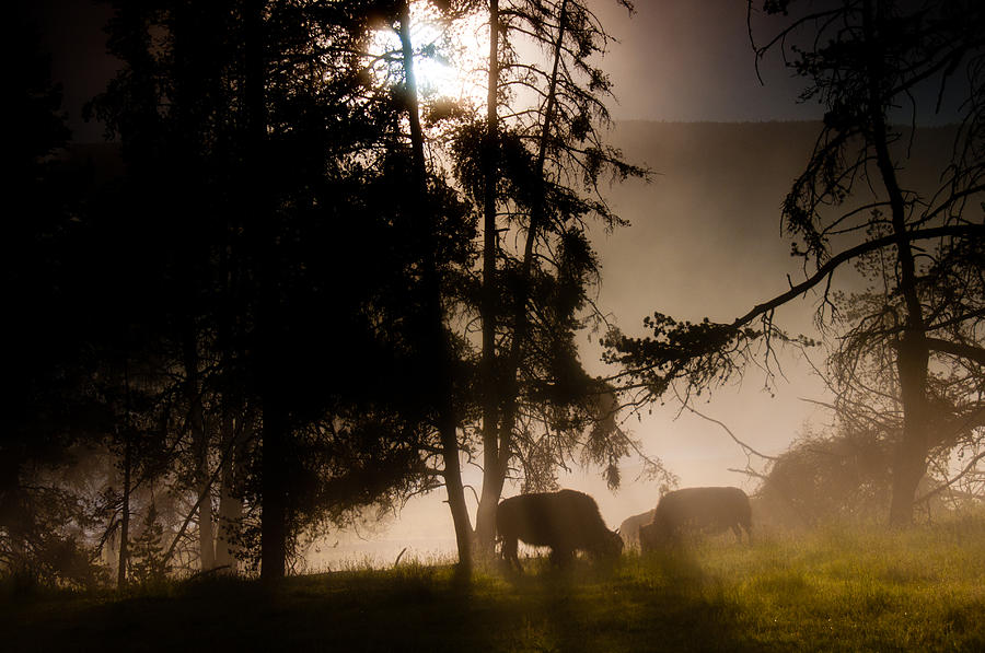 Yellowstone National Park Photograph - Bison in the Mist by Tom Wenger