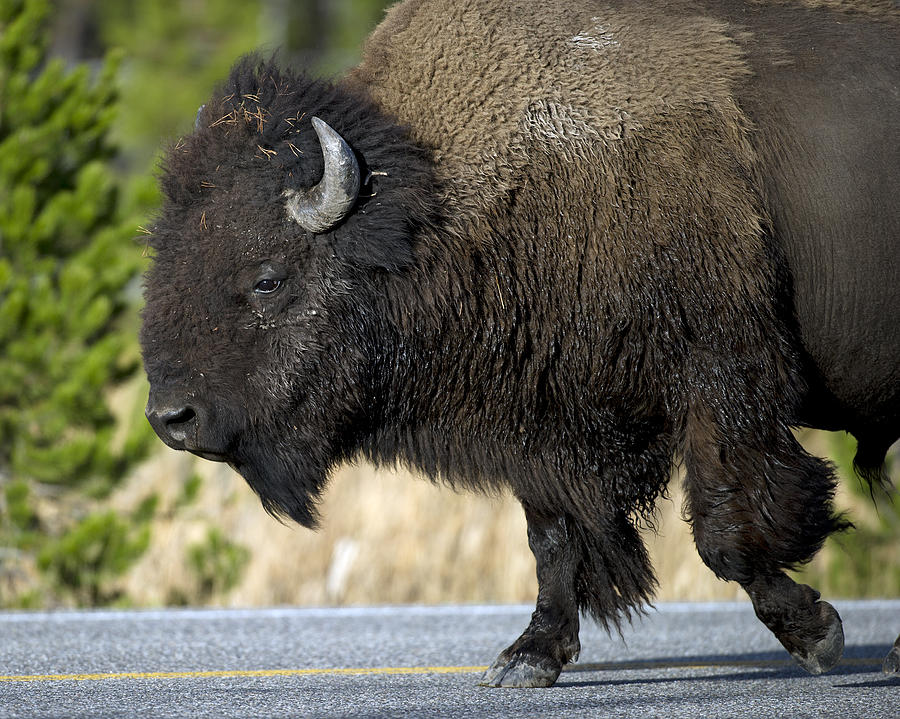 Bison in the Passing lane Photograph by Gary Langley