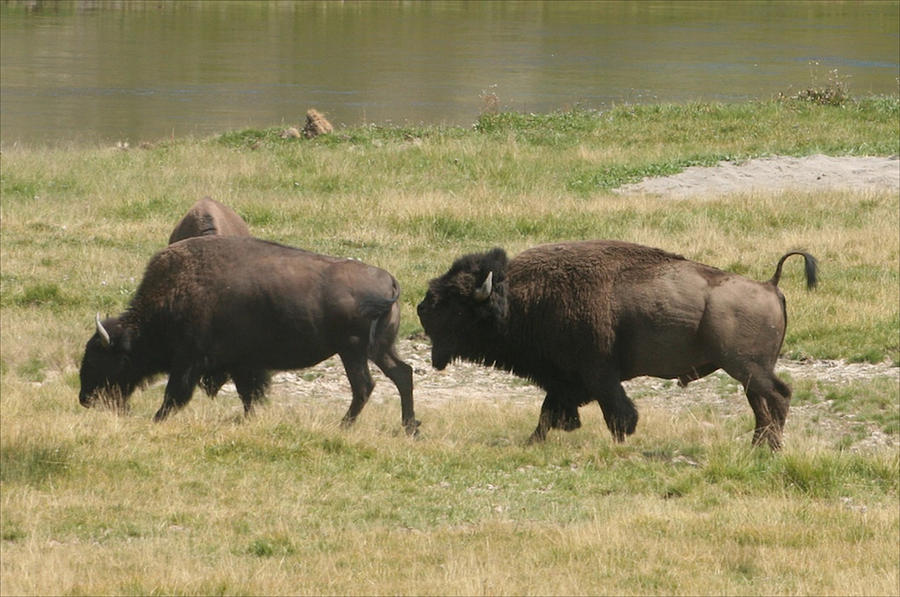 Bison In The Rut Photograph by Bob Bahlmann - Fine Art America