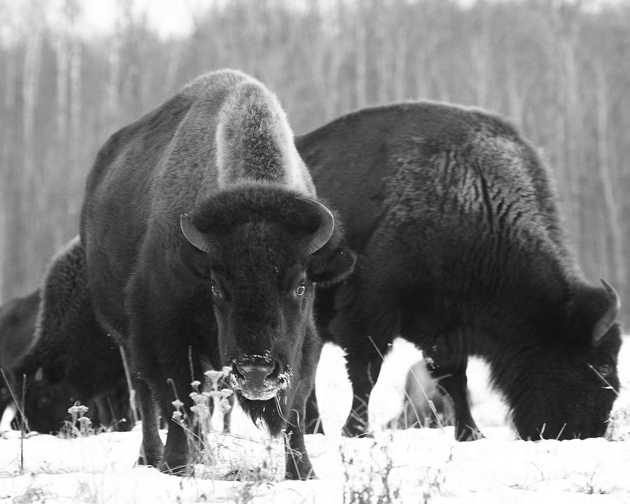 Bison Photograph - Bison In Snow by Bruce J Robinson