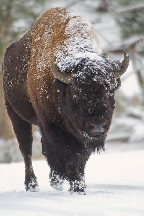 Buffalo Photograph - Bison in the Snow by Carolyn Fox