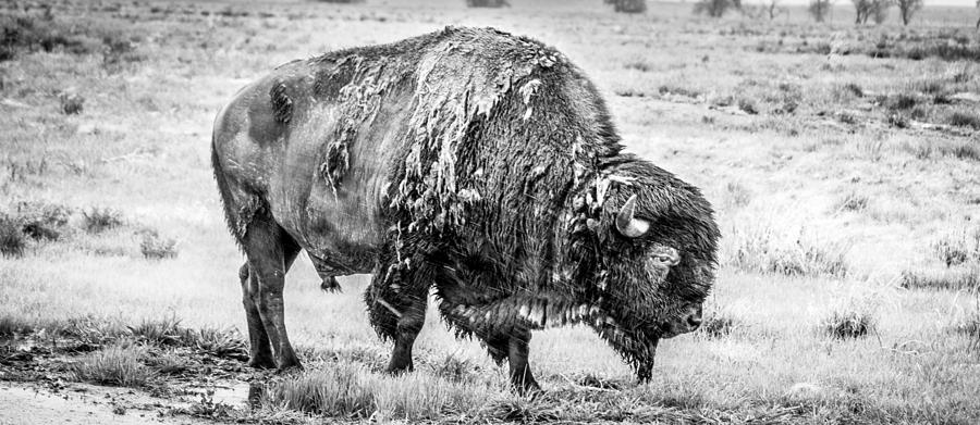 Bison Photograph - Bison in the Snow by Patricia Montanez
