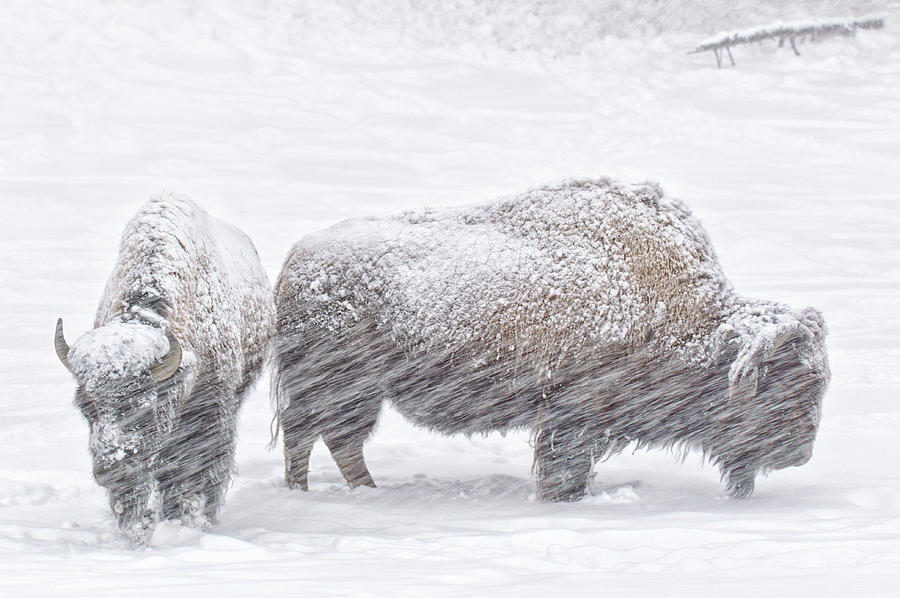 American bison snow