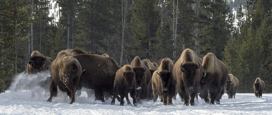 Bison in Yellowstone Photograph by Jennifer LaBouff