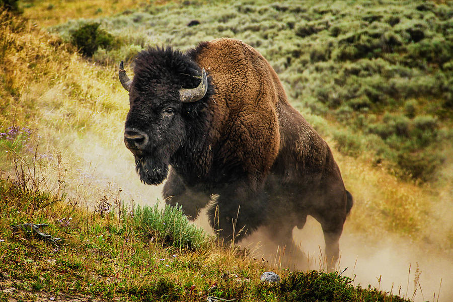 Bison in Yellowstone Photograph by Juli Ellen