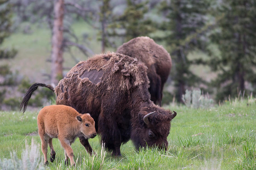 Bison in Yellowstone Photograph by Natural Focal Point Photography