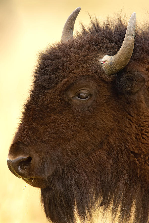 Bison Photograph by Jack Milchanowski