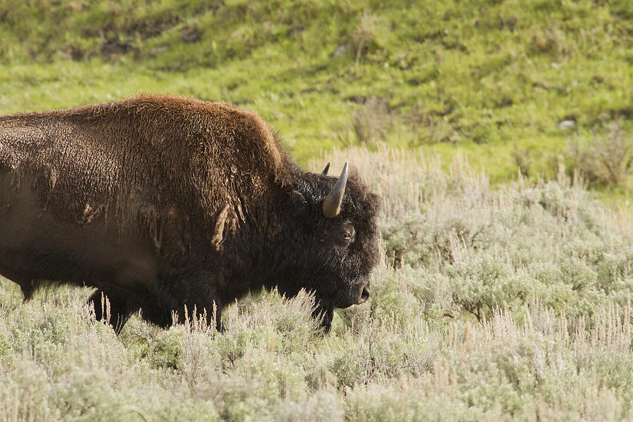 Bison Photograph by Jack R Perry
