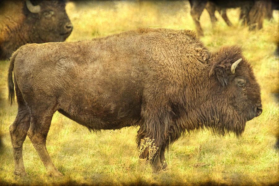 Bison Photograph by James BO Insogna