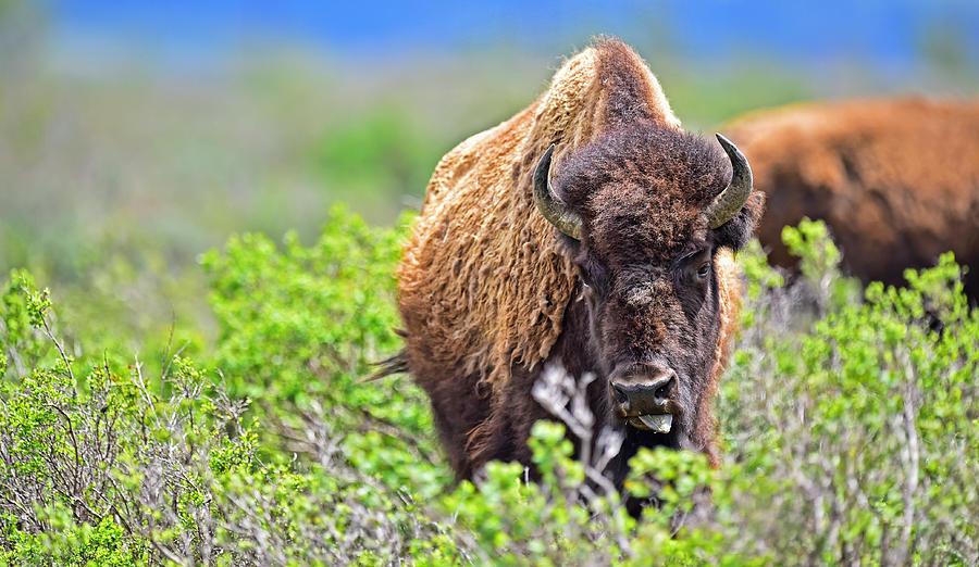 Bison Photograph by Jim Boardman