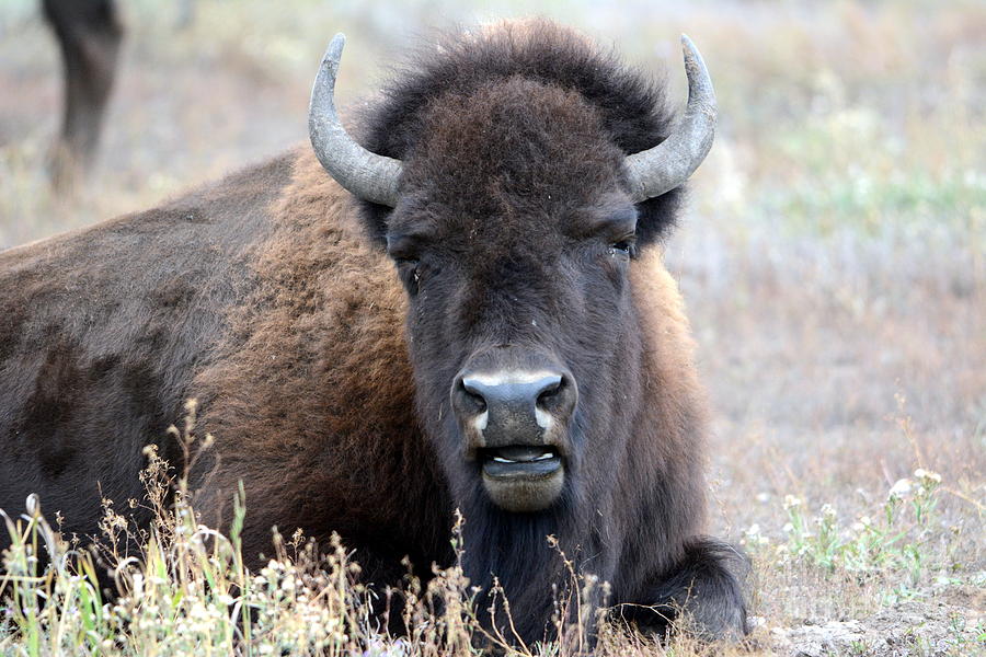 Bison Photograph by John Greco