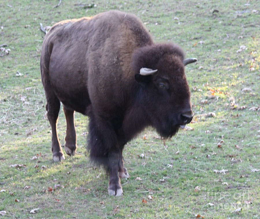 Bison Photograph by John Telfer