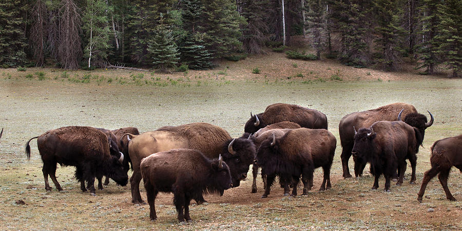 Bison  Photograph by Joseph G Holland