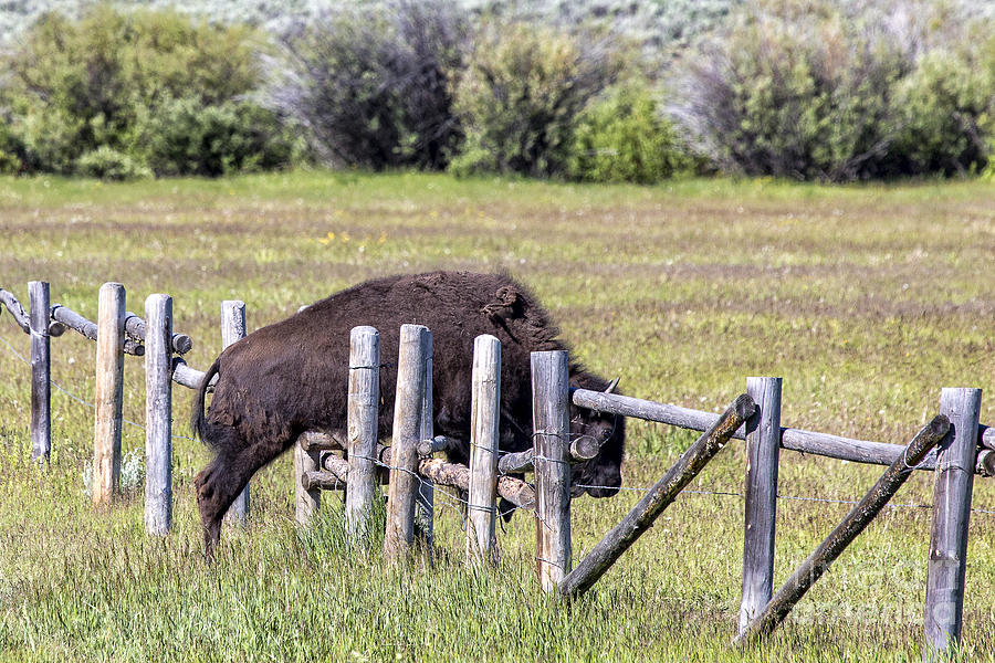 Bison Jumping Fence Photograph by Rodney Cammauf
