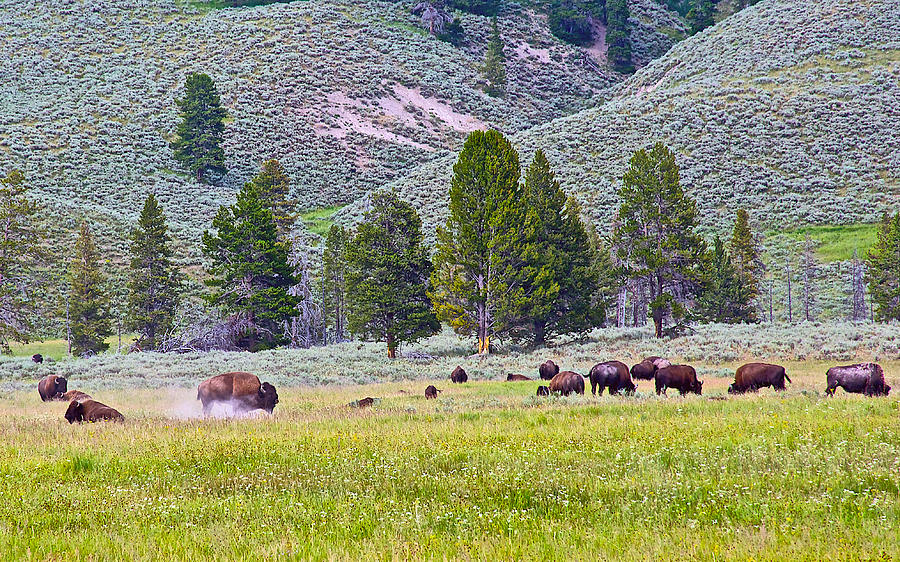 Bison Kicking Up Dust in the Meadow in Yellowstone National Park-Wyoming  Photograph by Ruth Hager