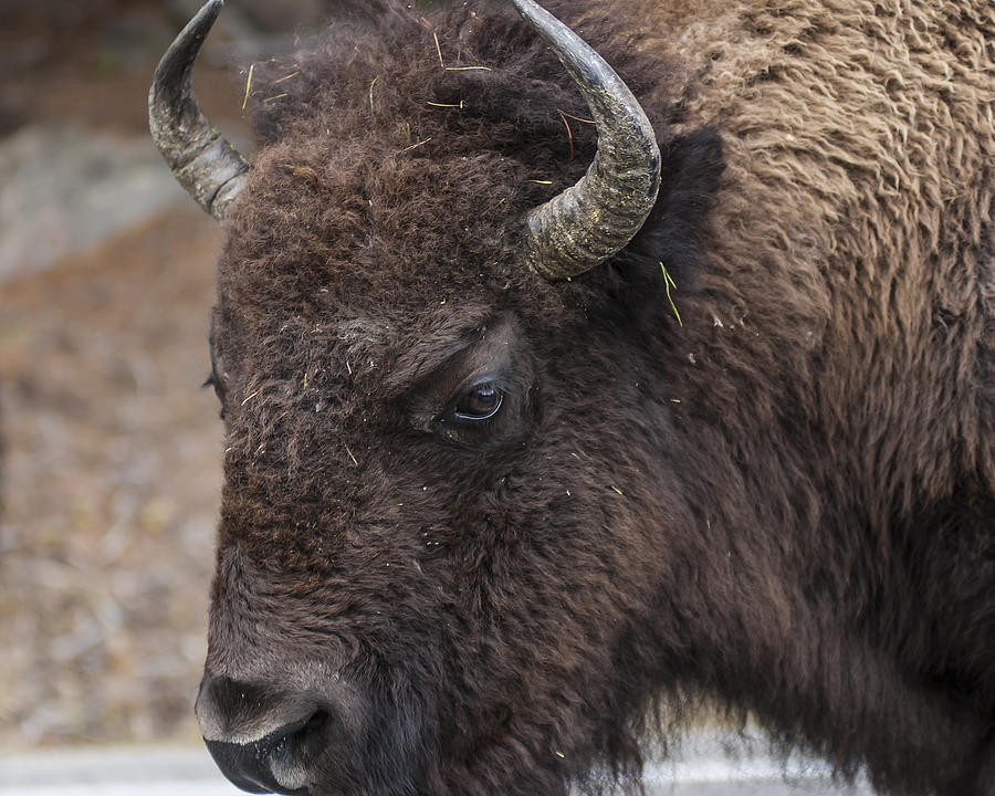 Bison Photograph by Lee Kirchhevel