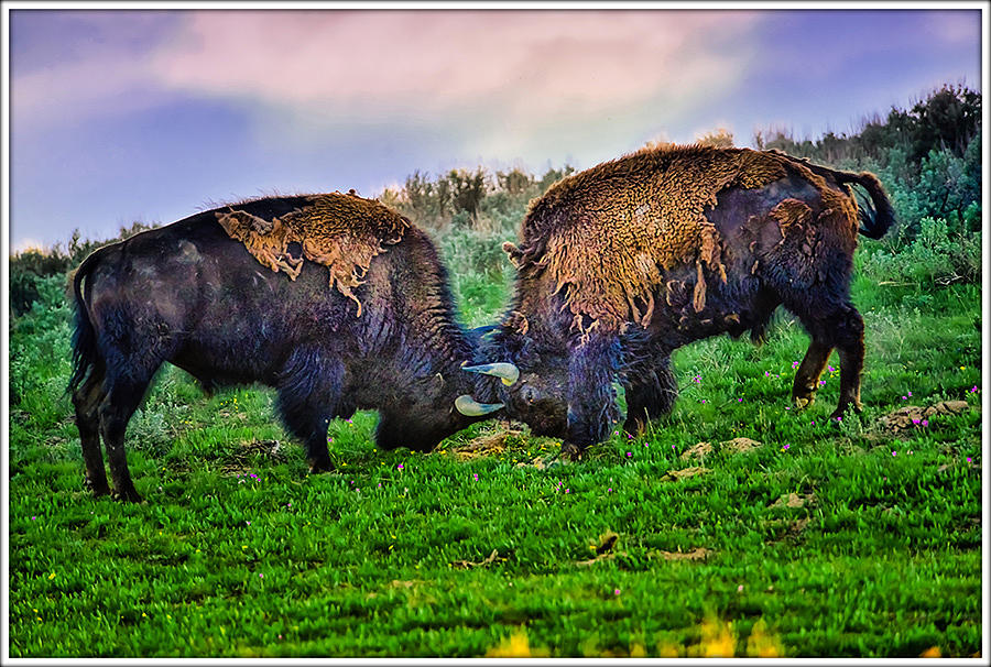 Bison Locking Horns Exclusive Limited Edition Photograph by Greg Norrell