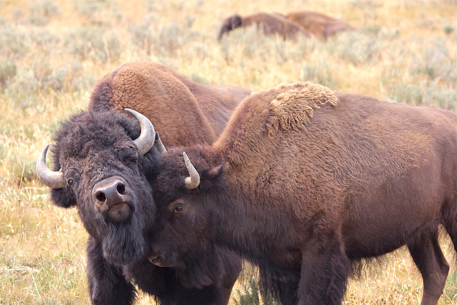 Bison Love Photograph by Brenda Boyer - Fine Art America