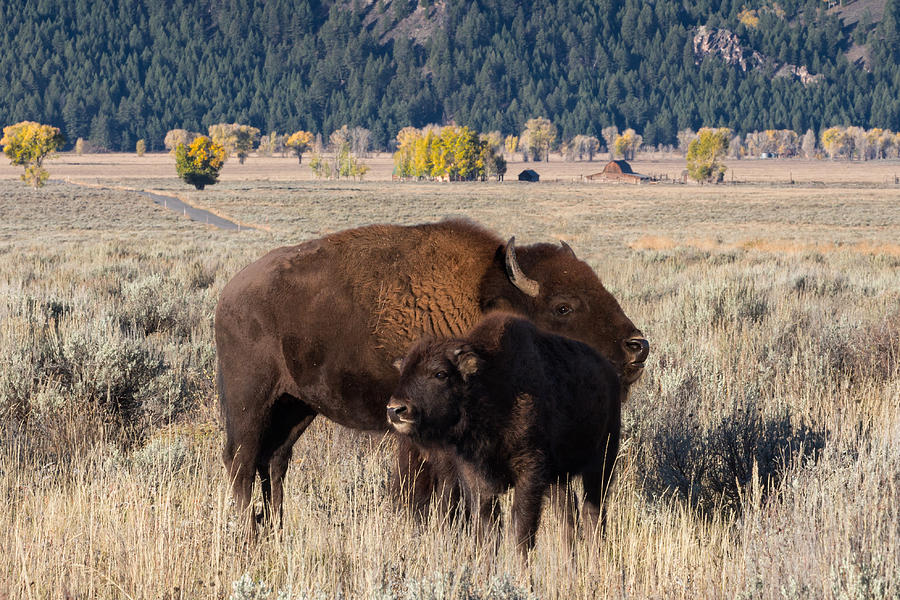 Bison Mama With Her Calf Photograph by Kathleen Bishop