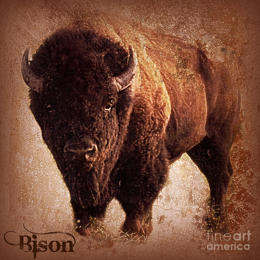 Bison Digital Art by Mindy Bench